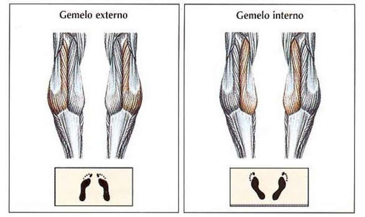 Cómo entrenar la fibras musculares de los gemelos en múltiples direcciones