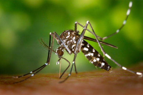 Moskito Guard, el primer repelente de mosquitos que cuida la piel del deportista