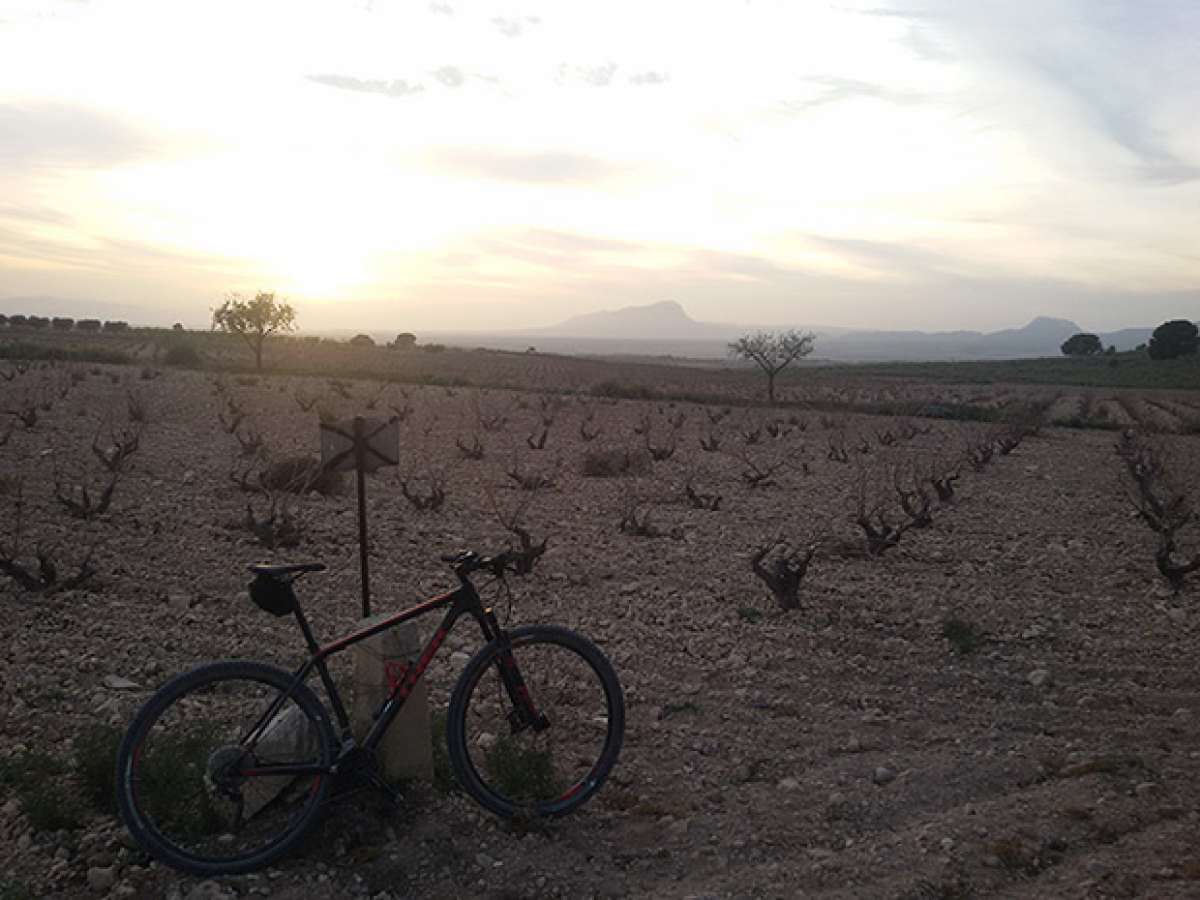 La foto del día en TodoMountainBike: 'Atardecer entre viñedos'