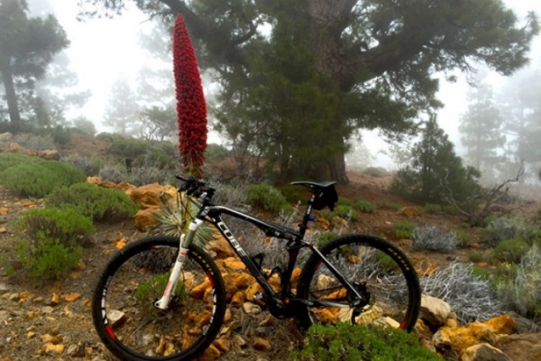 La foto del día en TodoMountainBike: "Tajinaste en flor"
