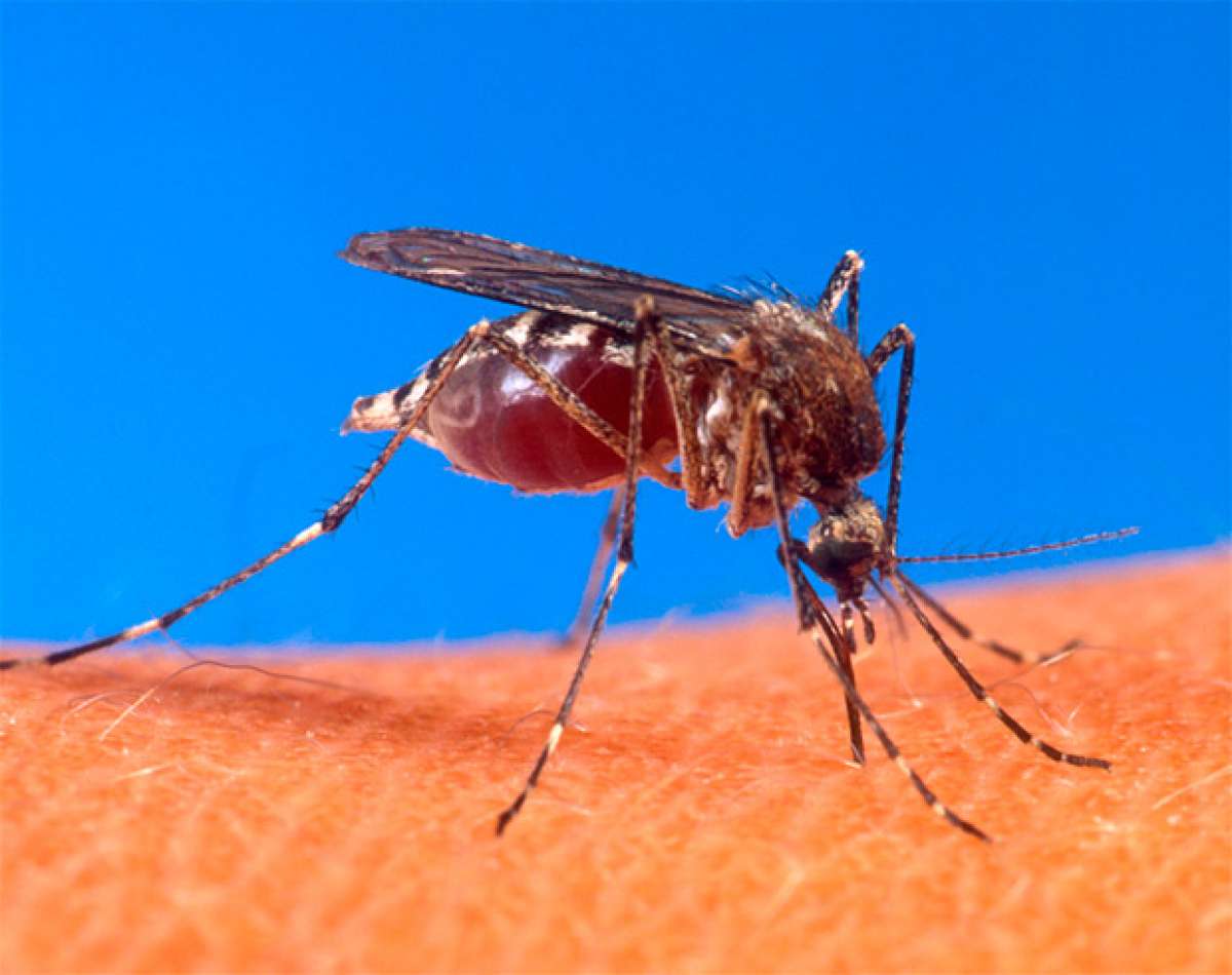 Delincuencia y virus del Zika, o por qué los JJ.OO. de Río van a ser los más peligrosos de la Historia