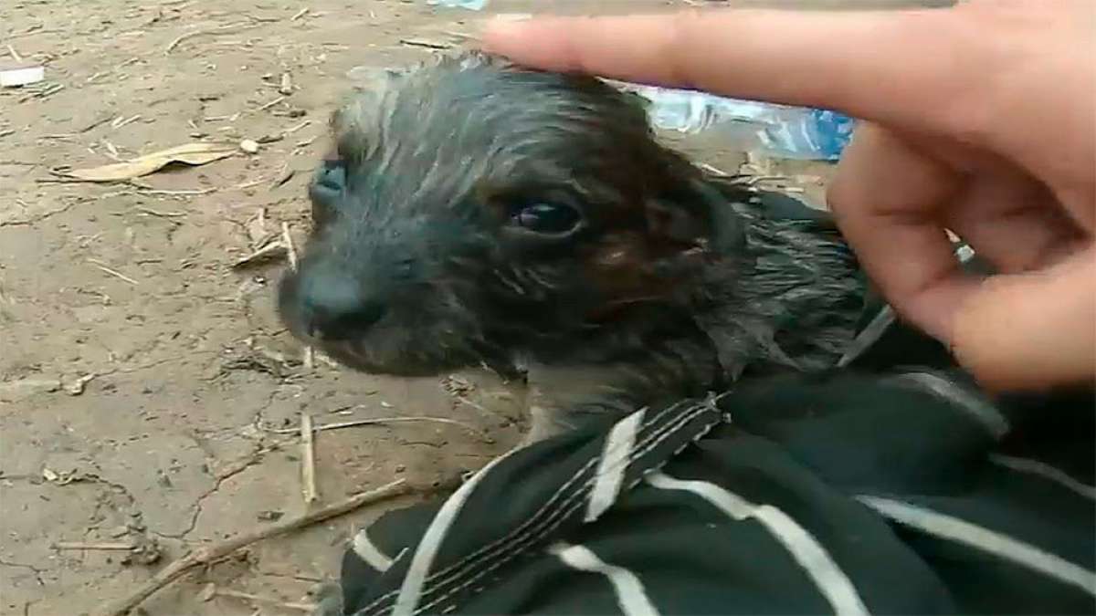 En TodoMountainBike: Ciclista encuentra un cachorro recién nacido medio muerto y logra resucitarlo