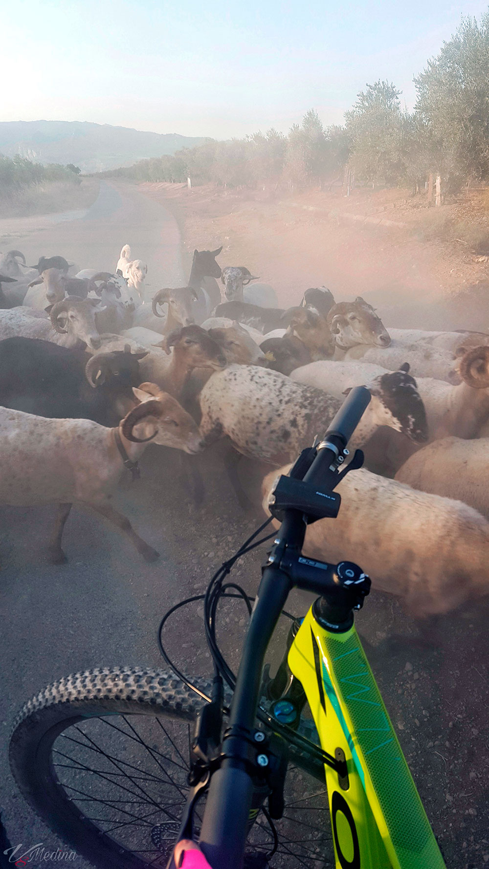 En TodoMountainBike: La foto del día en TodoMountainBike: '¡Entre cabras!'