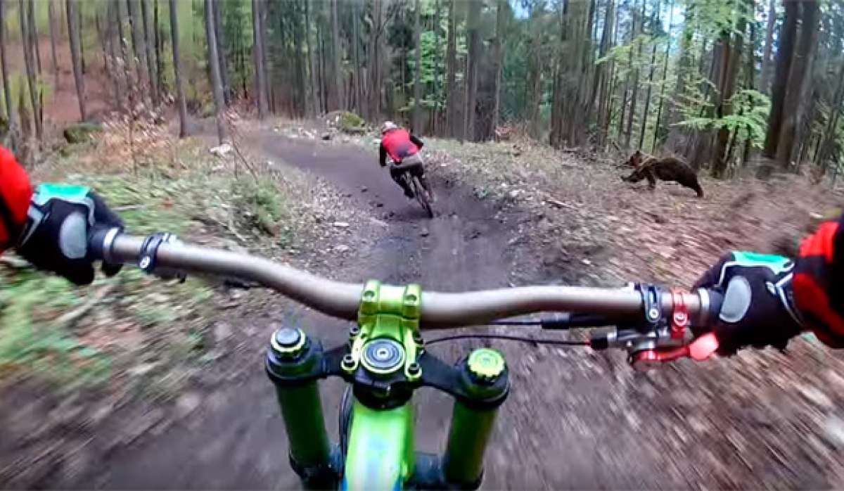 En TodoMountainBike: Los peligros del Mountain Bike: un oso persiguiendo a un ciclista en el Bike Park Malinô Brdo