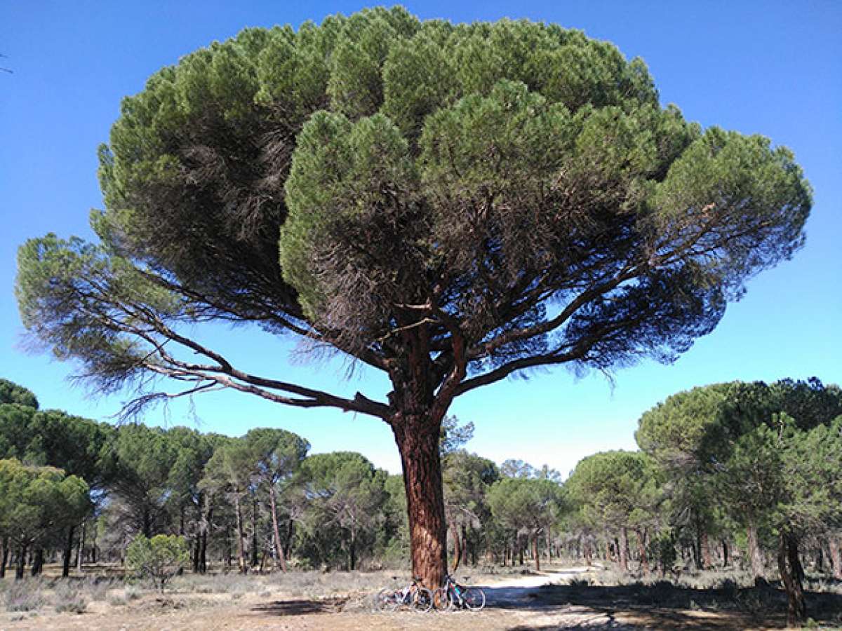 En TodoMountainBike: La foto del día en TodoMountainBike: 'Pino Carranza (Valladolid)'