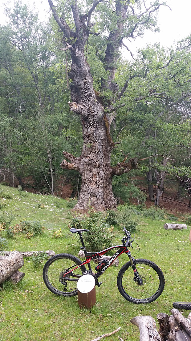 La foto del día en TodoMountainBike: "Roble de Pinillos"