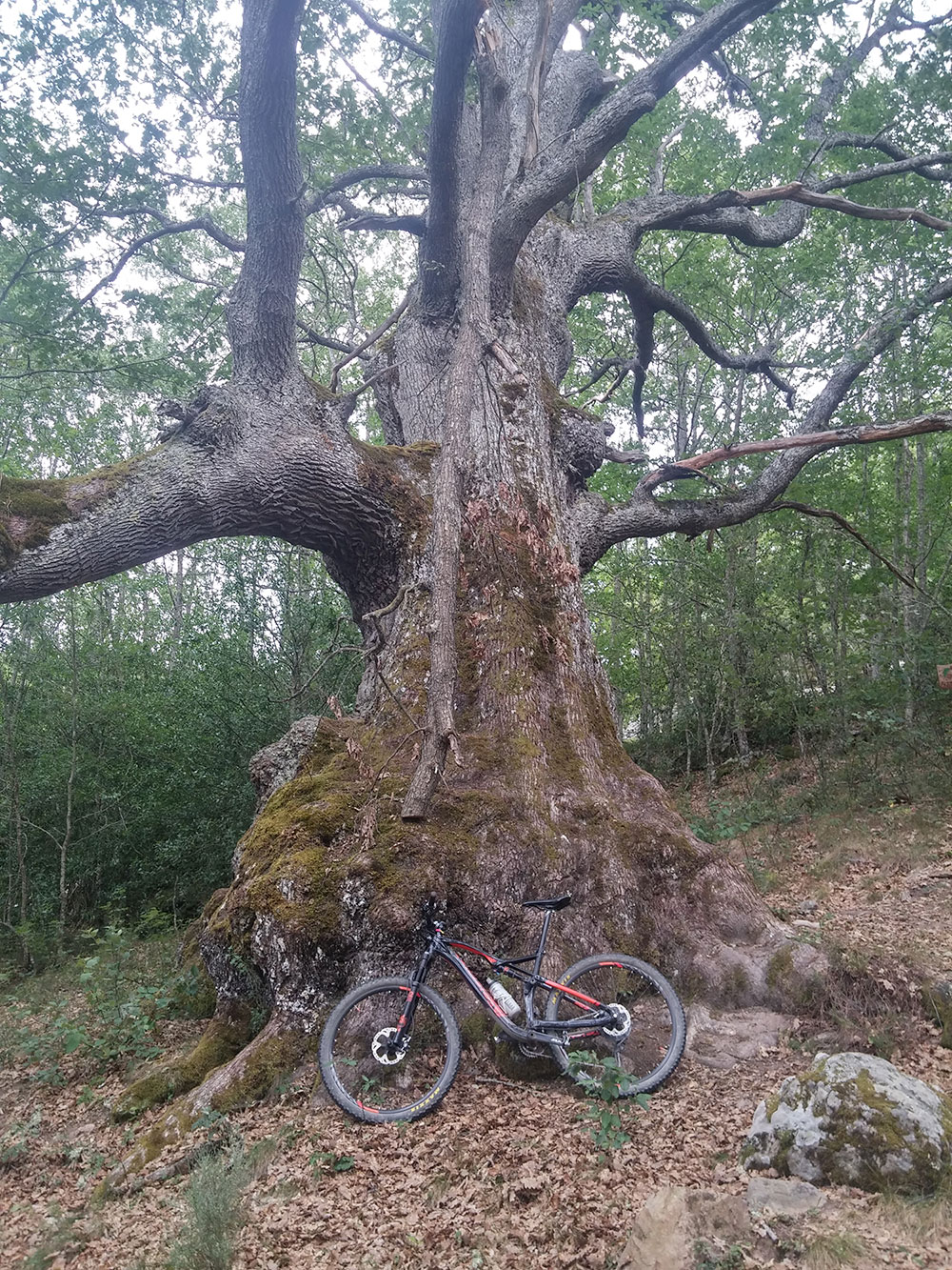 La foto del día en TodoMountainBike: "Roble Joven de Valderredible"