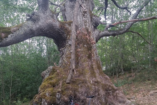 La foto del día en TodoMountainBike: "Roble Joven de Valderredible"