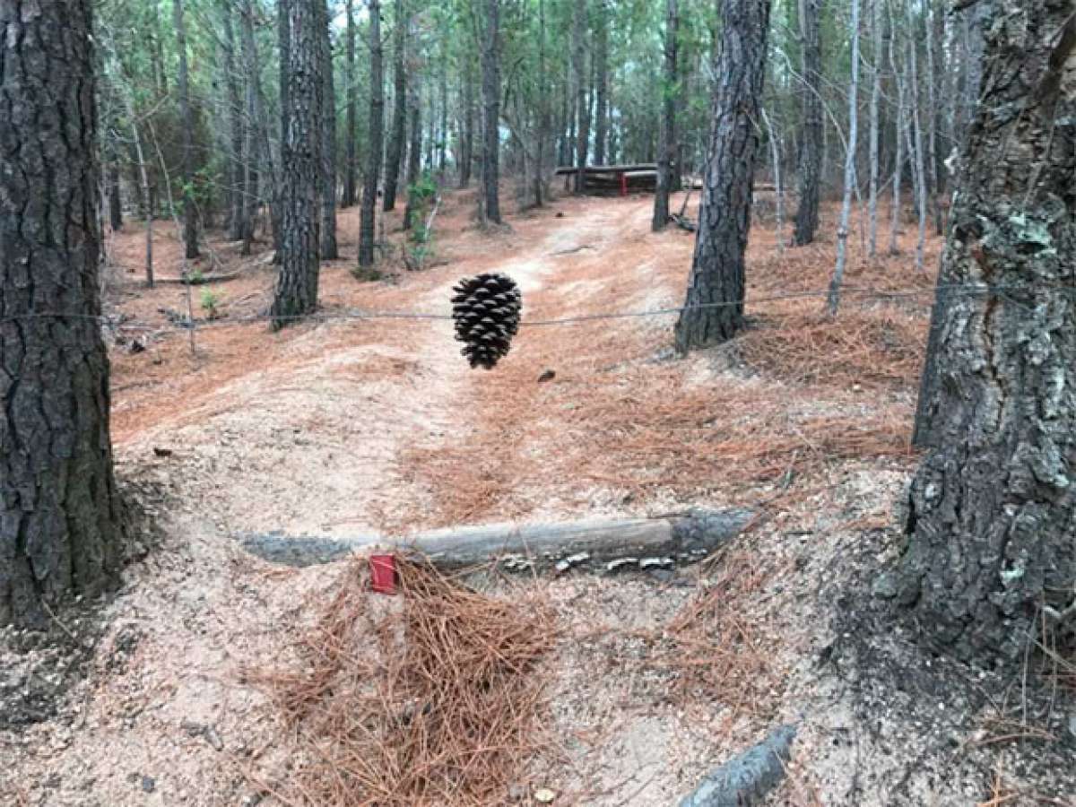 En TodoMountainBike: Alerta en Cataluña: trampas para ciclistas en los senderos de Santa Coloma de Farners (Girona)