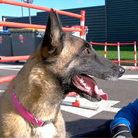 ¿Dos ruedas o cuatro patas? Aurélien Fontenoy midiendo sus habilidades contra un perro adiestrado