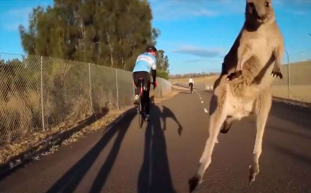 En TodoMountainBike: Los canguros en libertad, un problema añadido para los ciclistas australianos