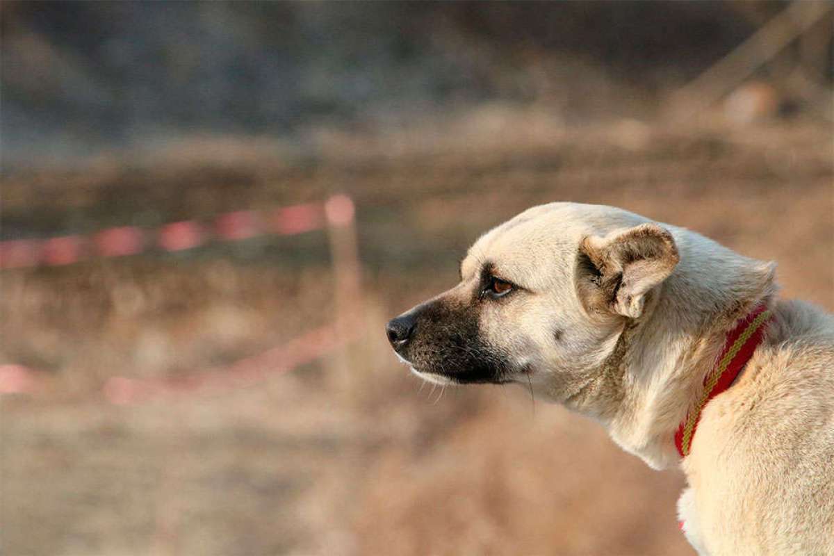 En TodoMountainBike: Herido grave un ciclista tras ser atacado por cinco perros de presa en Miravet (Tarragona)