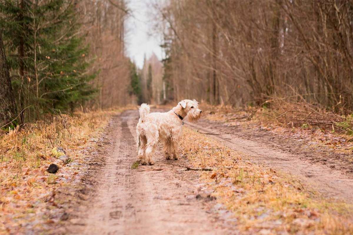 En TodoMountainBike: Herido grave un ciclista gallego tras chocar con un perro suelto en la calzada