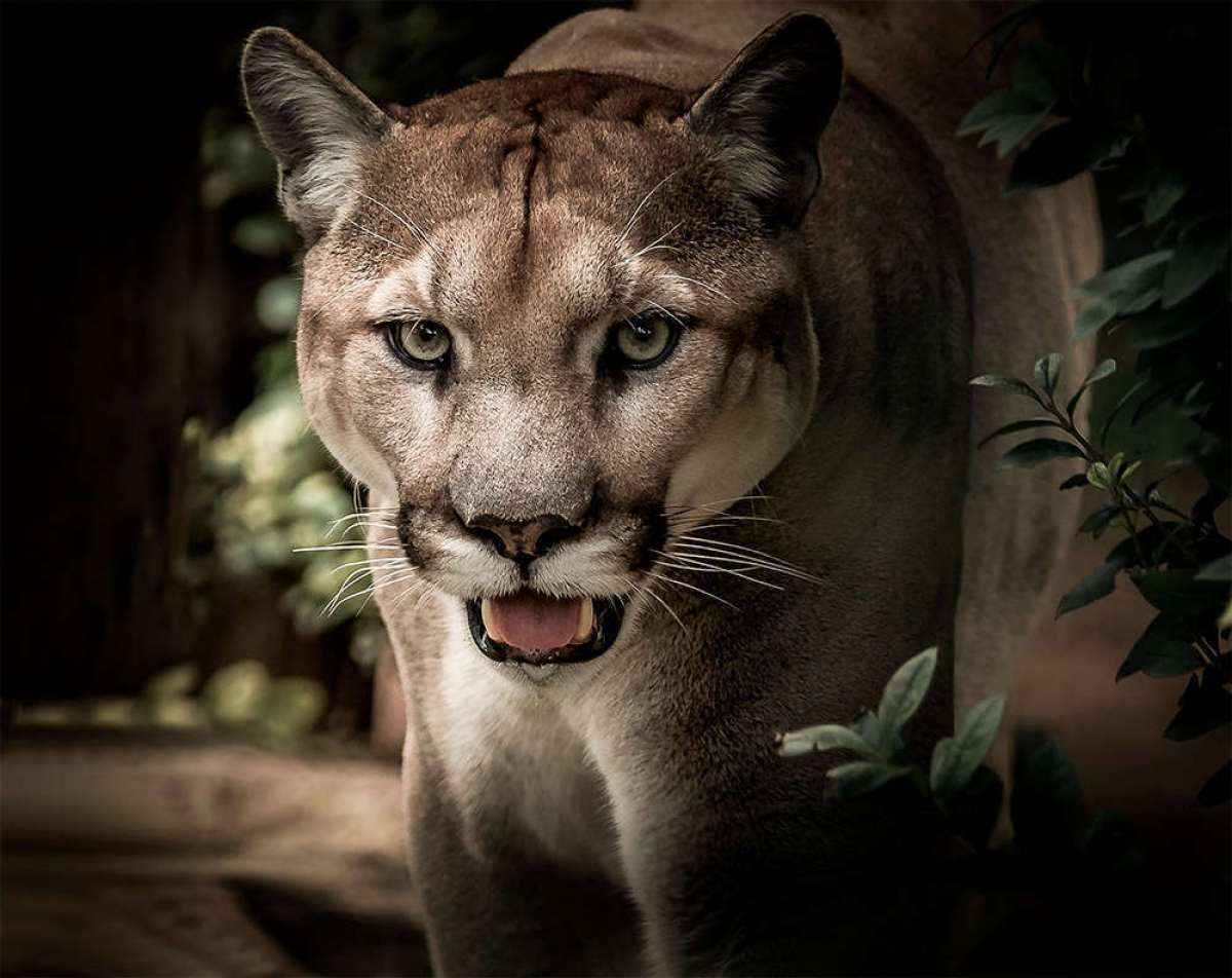 En TodoMountainBike: Un ciclista de montaña muerto tras el ataque de un puma, en Seattle