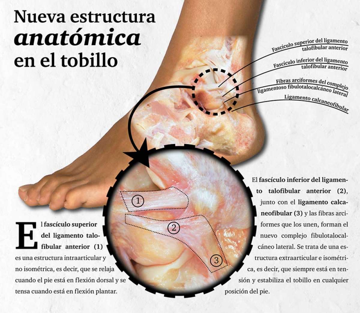 Descubierto un ligamento en el tobillo que podría explicar por qué algunos esguinces presentan dolor crónico