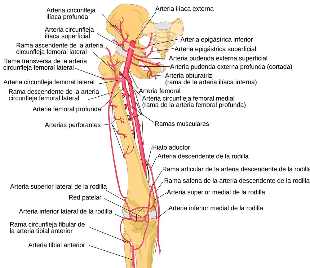 En TodoMountainBike: Pauline Ferrand-Prévot confirma que tiene endofibrosis de la arteria ilíaca en ambas piernas