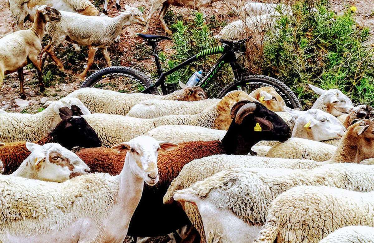 La foto del día en TodoMountainBike: "¡Cada oveja con su pareja!"