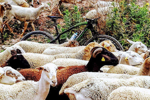La foto del día en TodoMountainBike: '¡Cada oveja con su pareja!'