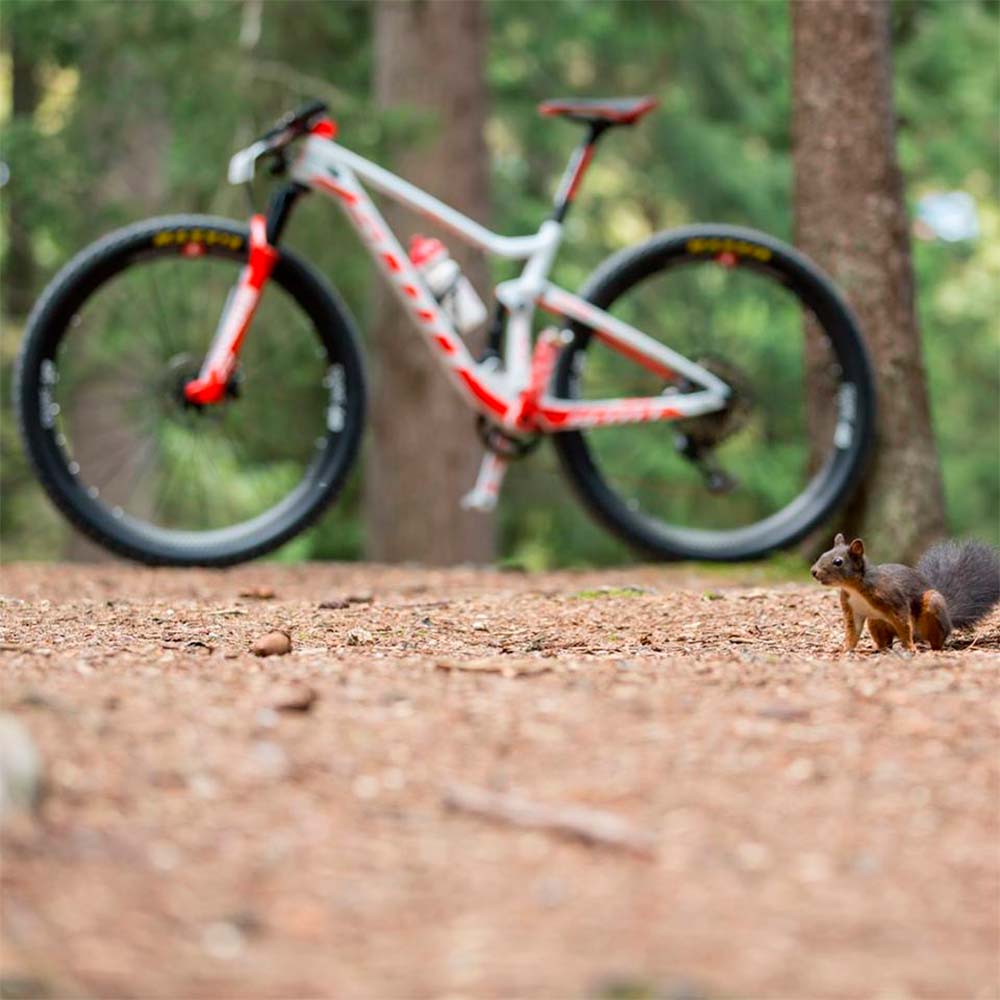 En TodoMountainBike: La Scott Spark de Nino Schurter para el Mundial XCO 2018 de Lenzerheide