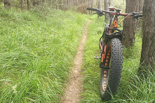 La foto del día en TodoMountainBike: "La senda del bosque"