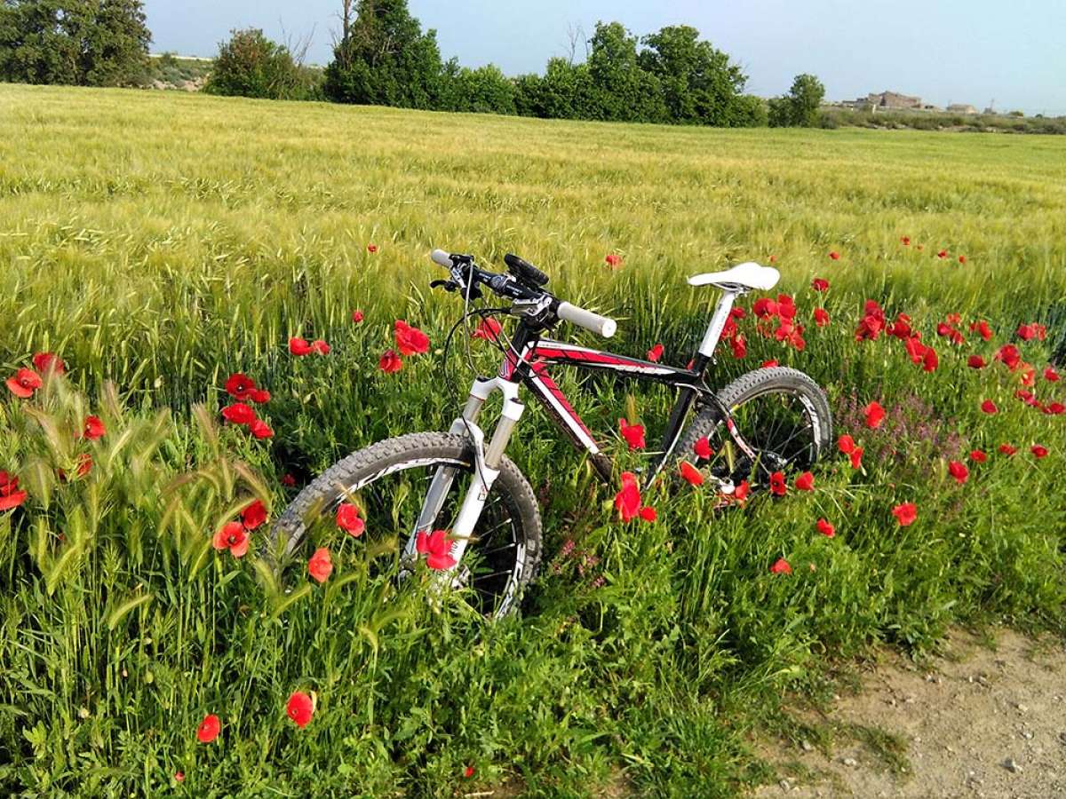 La foto del día en TodoMountainBike: "Entre campos de cereales"