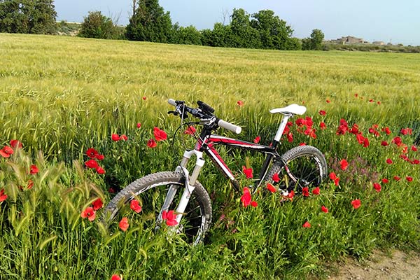 La foto del día en TodoMountainBike: "Entre campos de cereales"