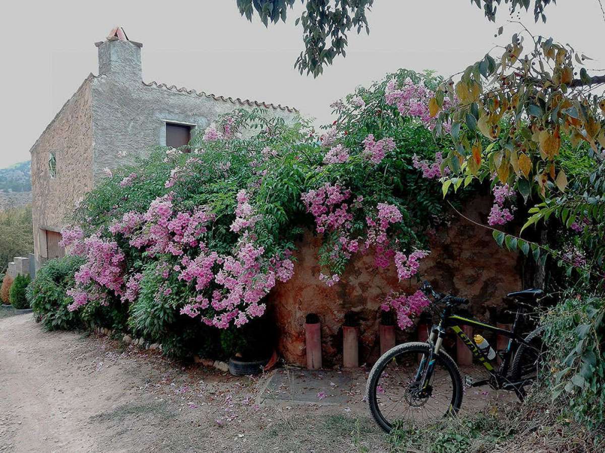 La foto del día en TodoMountainBike: "Otoño florido"