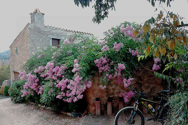 La foto del día en TodoMountainBike: "Otoño florido"