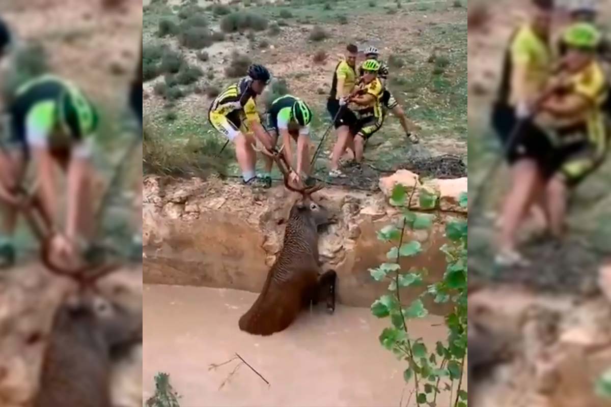 En TodoMountainBike: El momento en que unos ciclistas de Huéscar salvan a un ciervo de morir ahogado